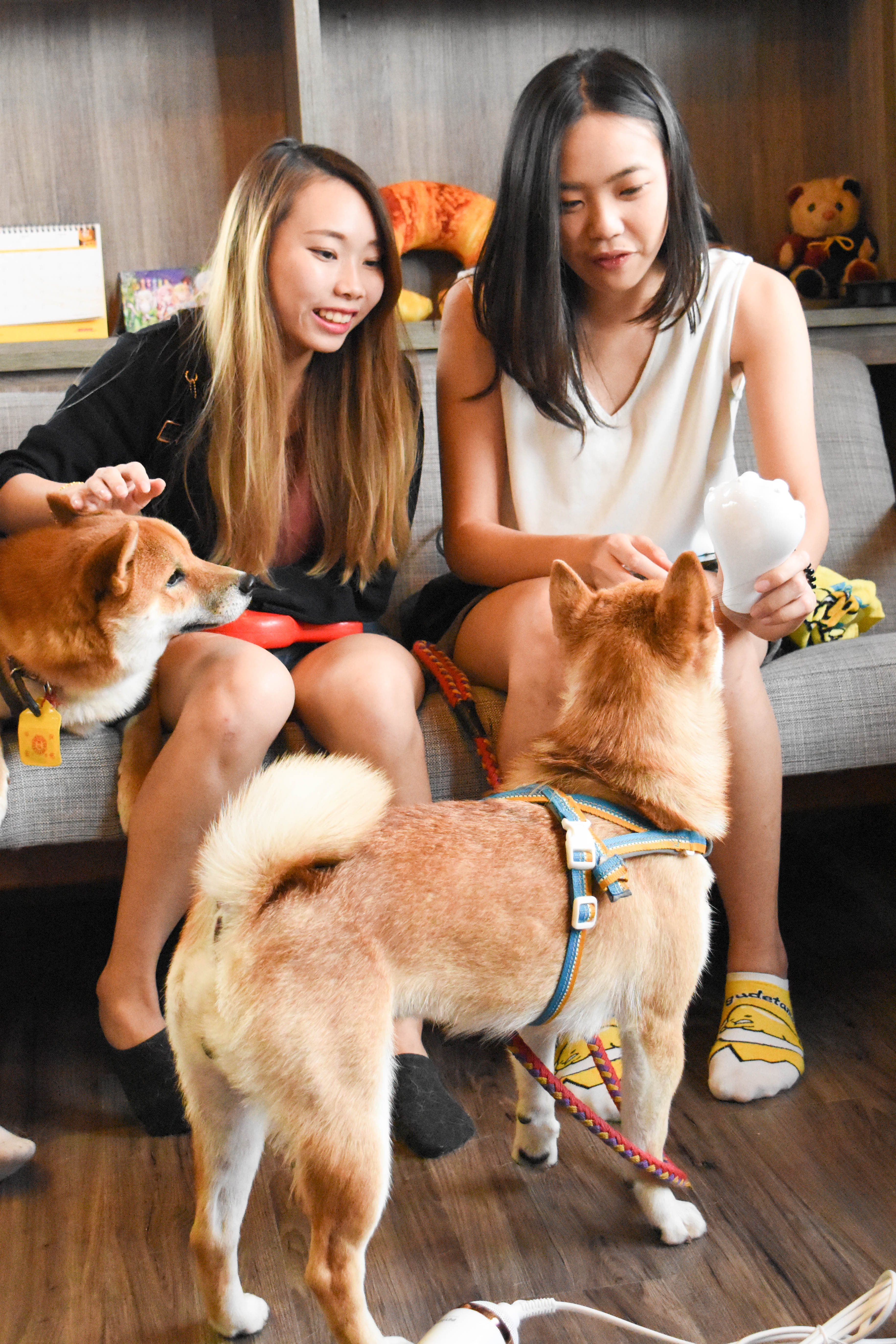 Petaum Grooming Dryer and pet grooming setup